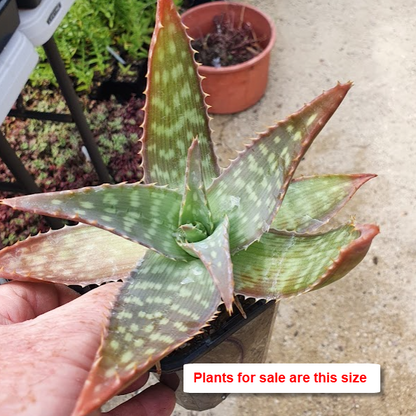 Aloe Maculata | Soap Aloe