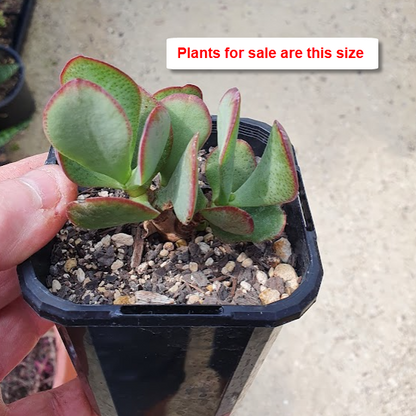 Crassula Ovata Ruby