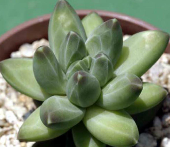 Pachyphytum Compactum Rose | Little Jewel