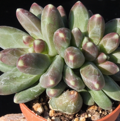 Pachyphytum Compactum Rose | Little Jewel