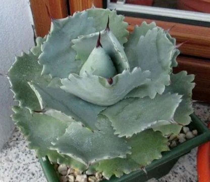 Agave Isthmensis | Dwarf Butterfly Agave