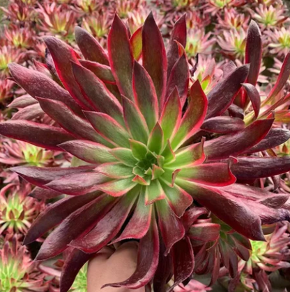 Aeonium Peacock | Black Magic Variegated