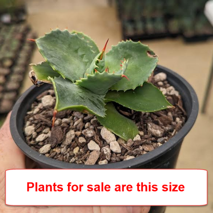 Agave Isthmensis | Dwarf Butterfly Agave