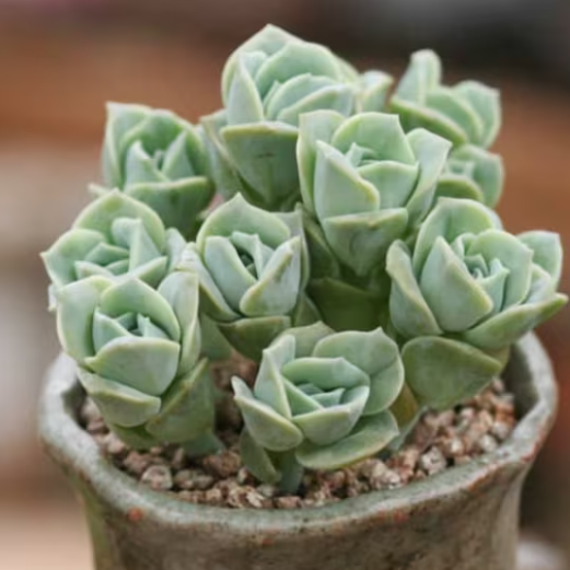 Graptoveria Lovely Rose