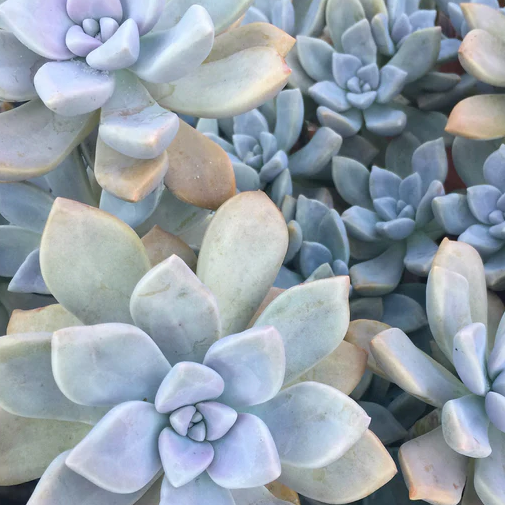 Graptopetalum Tricolor