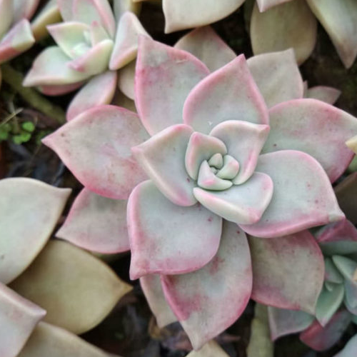 Graptopetalum Purple Haze