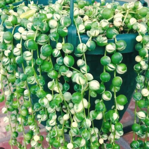Senecio Rowleyanus Variegata | Variegated String of Pearls