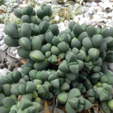 Corpuscularia Lehmannii | Ice Plant