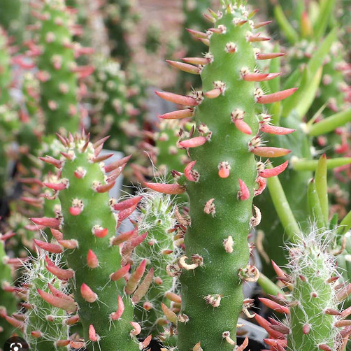 Opuntia Subulata | Eve's Pin