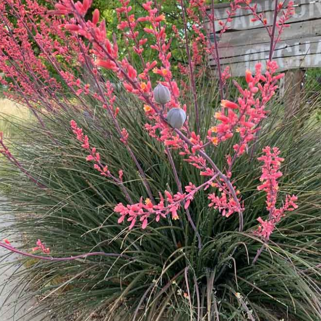Hesperaloe Parviflora | Red Yucca