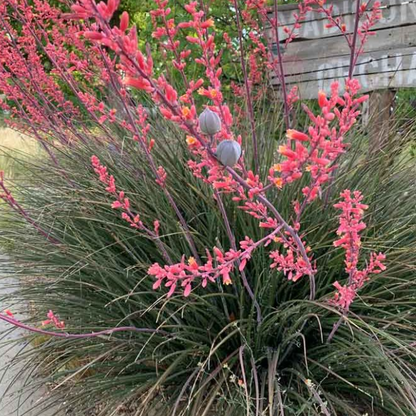 Hesperaloe Parviflora | Red Yucca