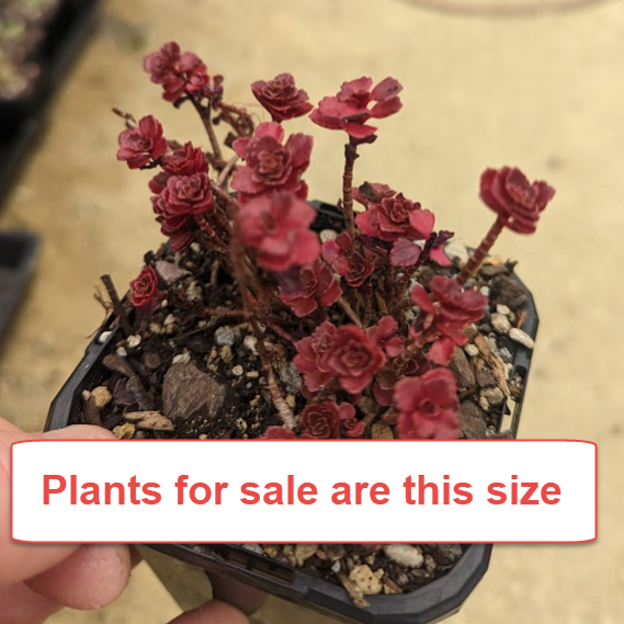 Sedum Spurius Dragon's Blood