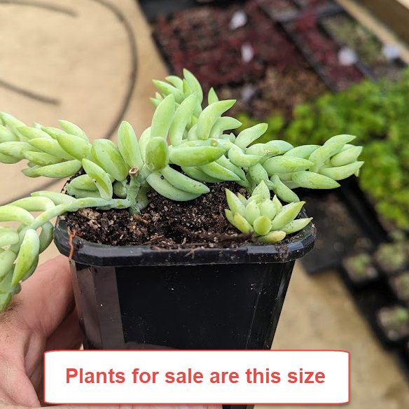 Sedum Morganianum | Donkey's Tail