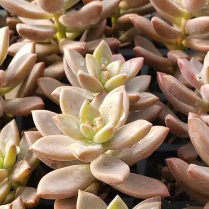 Graptopetalum Copper Rose | Leatherpetal