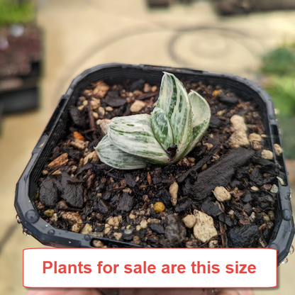 Gasteria Fuji Yuki