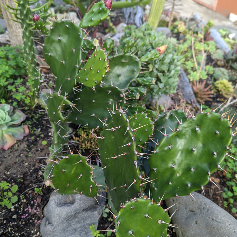 Opuntia Monacantha | Drooping Prickly Pear
