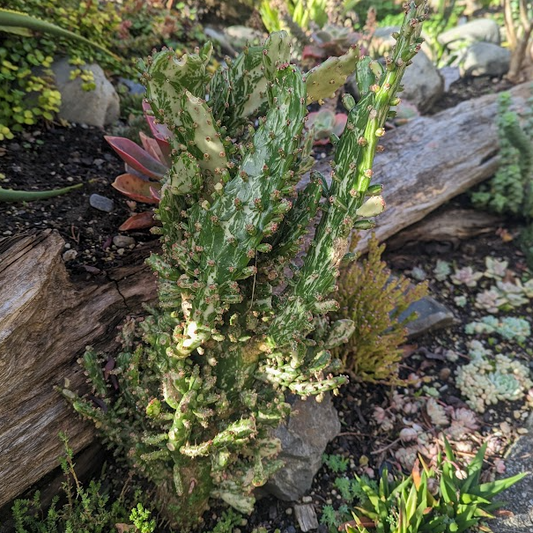 Opuntia Monacantha f. Monstruosa Variegata | Variegated Joseph's Coat