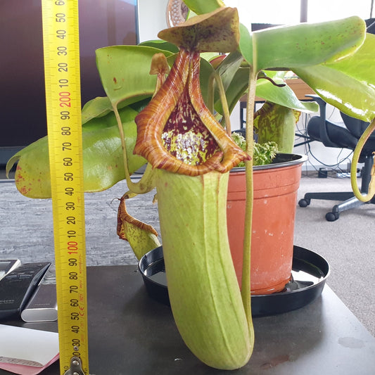 Nepenthes truncata - Intermediate Tropical Pitcher Plant