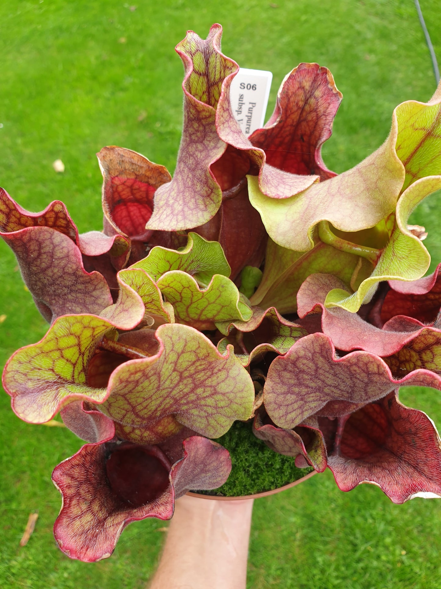 Sarracenia purpurea ssp. venosa