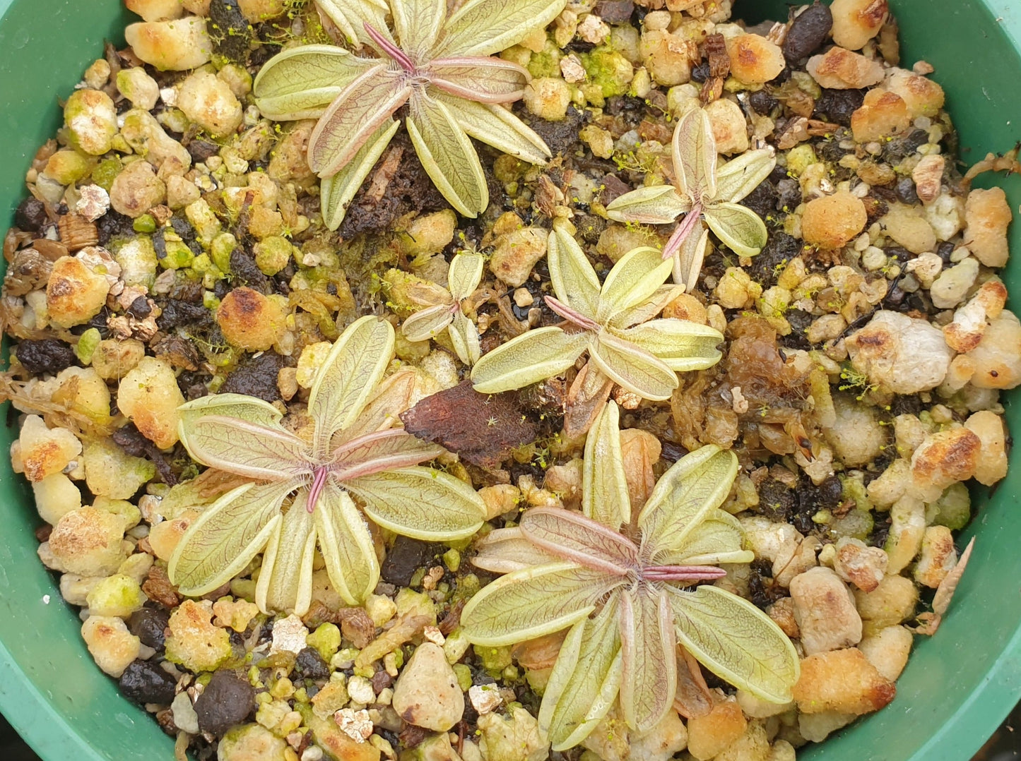 Pinguicula lusitanica - Warm Temperate Pale Butterwort