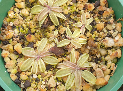 Pinguicula lusitanica - Warm Temperate Pale Butterwort