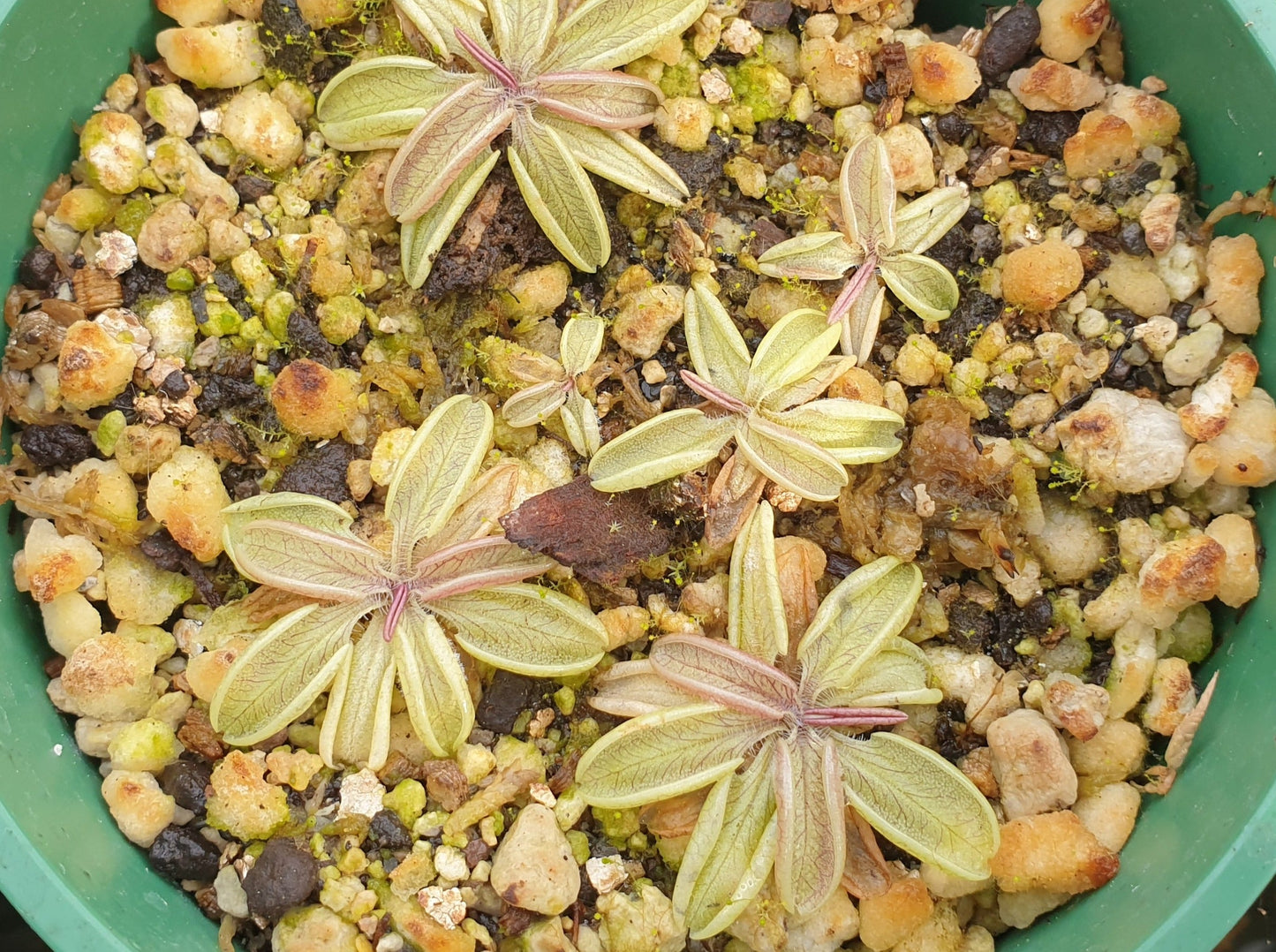 Pinguicula lusitanica - Temperate Pale Butterwort