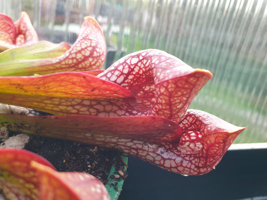 SEED - Sarracenia psittacina var. okefenokeensis (Covington County, Alabama, USA) - Parrot Pitcher Plant - 10+ Per Packet