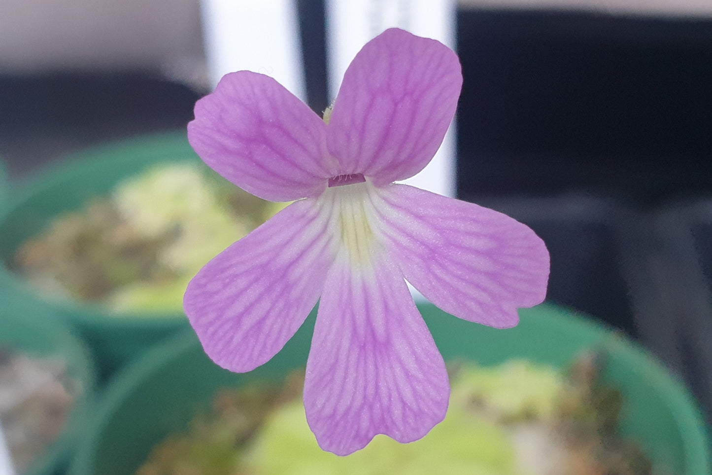 Pinguicula 'Weser' x emarginata - Mexican Butterwort
