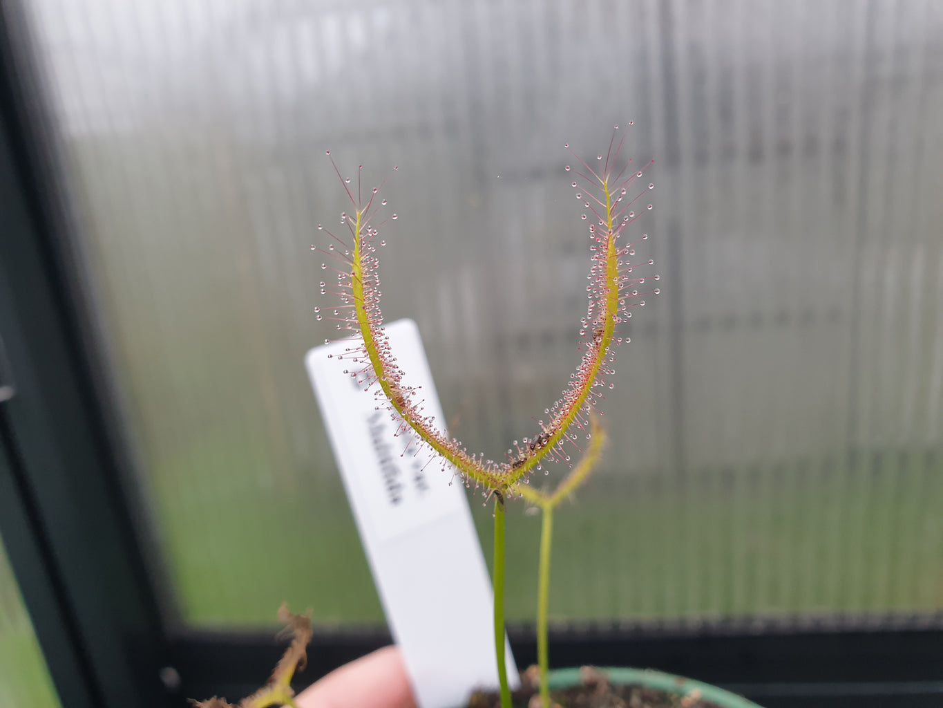 Drosera binata - Forked Sundew