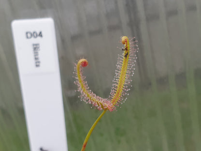 Drosera binata - Forked Sundew