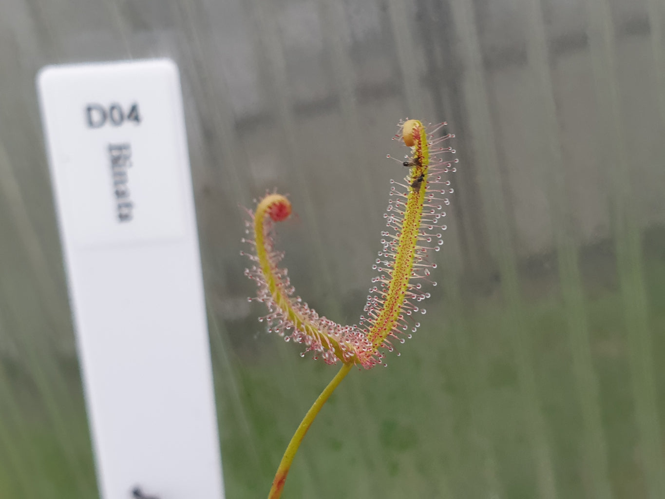 Drosera binata - Forked Sundew