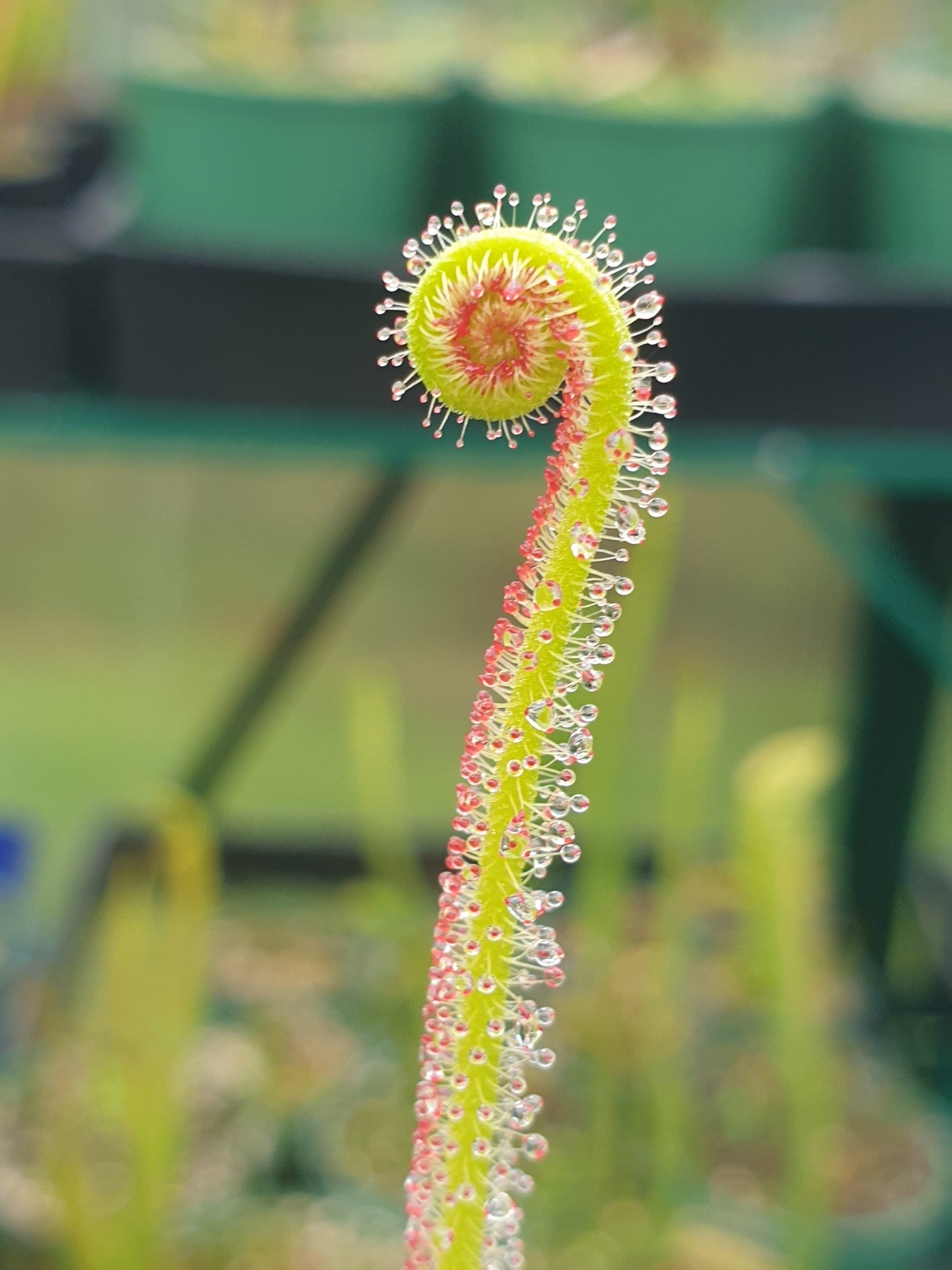Drosera filiformis var. filiformis - Thread-Leaf Sundew