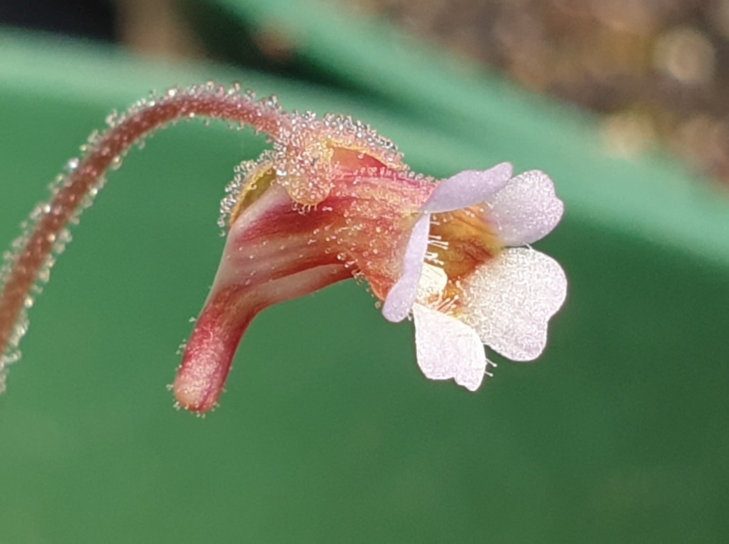 Pinguicula lusitanica - Temperate Pale Butterwort