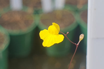Utricularia subulata - Terrestrial Zigzag Bladderwort