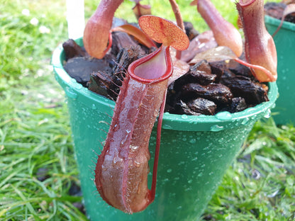 Nepenthes sanguinea 'Blood Red Form' - Intermediate Tropical Pitcher Plant