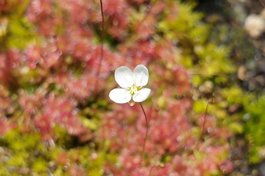 Drosera pygmaea (Mount Lofty, AU) - Pygmy Sundew