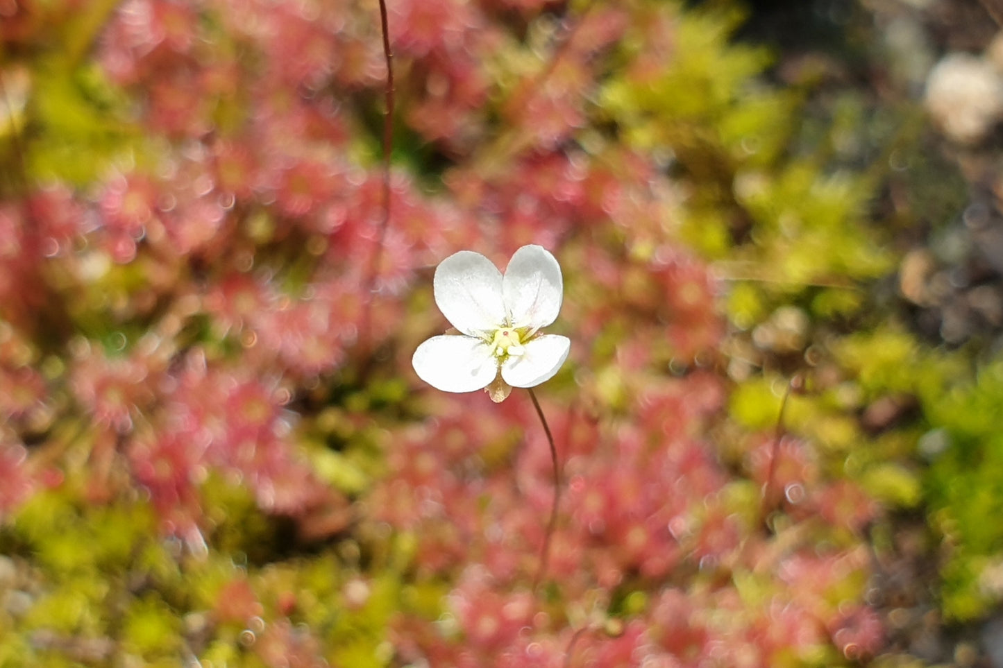 Drosera pygmaea (Mount Lofty, AU) - Pygmy Sundew
