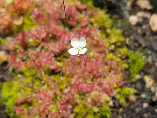 Drosera pygmaea - Pygmy Sundew