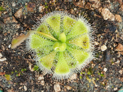 Drosera burmanii (Tin Can Bay, AU)