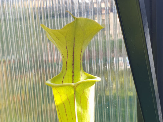 SEED - Sarracenia alata x oreophila (Texas, USA) - American Pitcher Plant - 10+ Per Packet