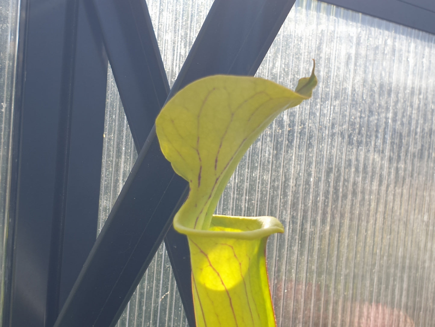 SEED - Sarracenia alata x oreophila (Texas, USA) - American Pitcher Plant - 10+ Per Packet