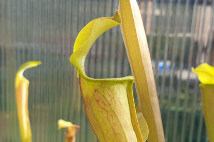 SEED - Sarracenia alata var. alata 'Giant Wide Hood Form' (Stone County, Michigan, USA) - American Pitcher Plant - 10+ Per Packet