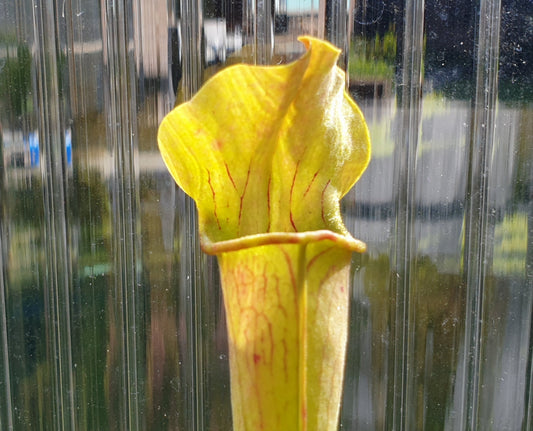 Sarracenia alata var. alata 'Giant Wide Hood Form' (Stone County, Michigan, USA) - American Pitcher Plant