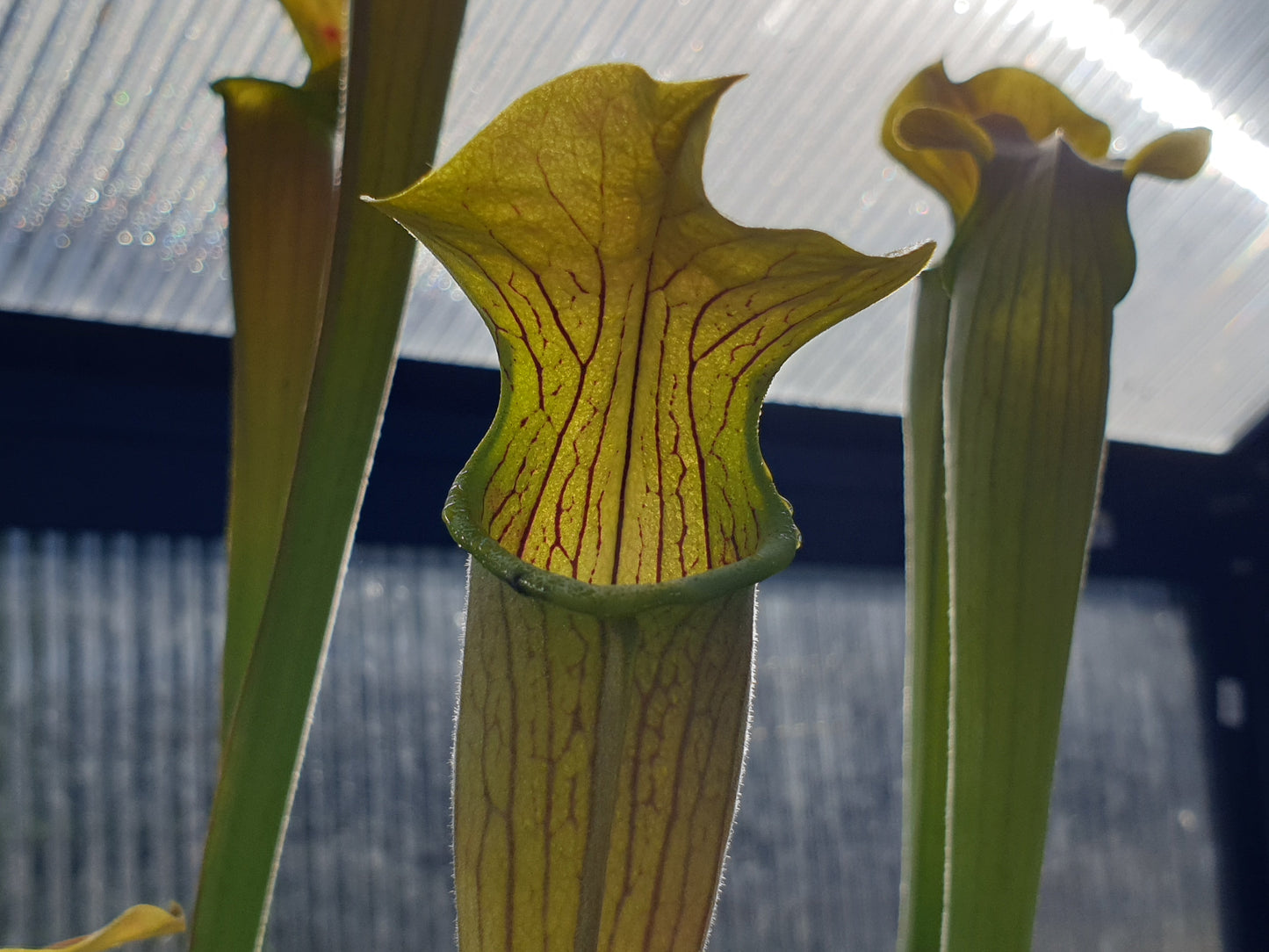 Sarracenia alata var. alata 'Giant Green Pubescent Form' (Loc Whites Crossing, Stone County, Mississippi, USA) - American Pitcher Plant