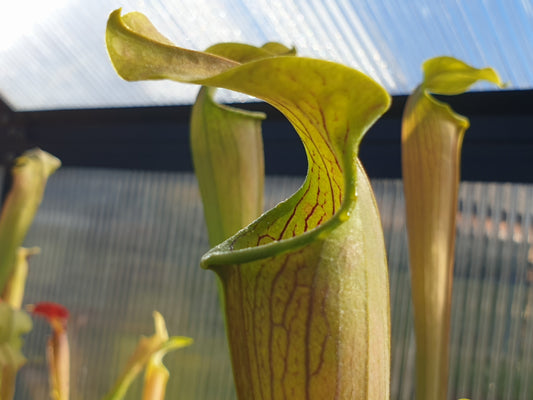 Sarracenia alata var. alata 'Giant Green Pubescent Form' (Loc Whites Crossing, Stone County, Mississippi, USA) - American Pitcher Plant