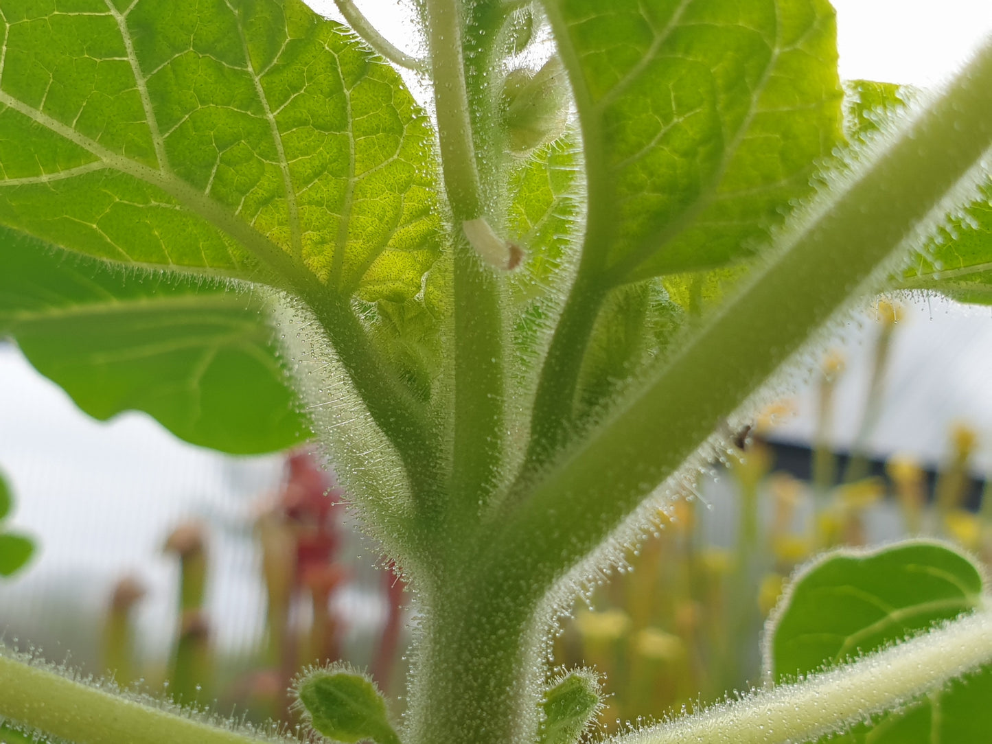 Proboscidea Louisianica - Devil's Claw