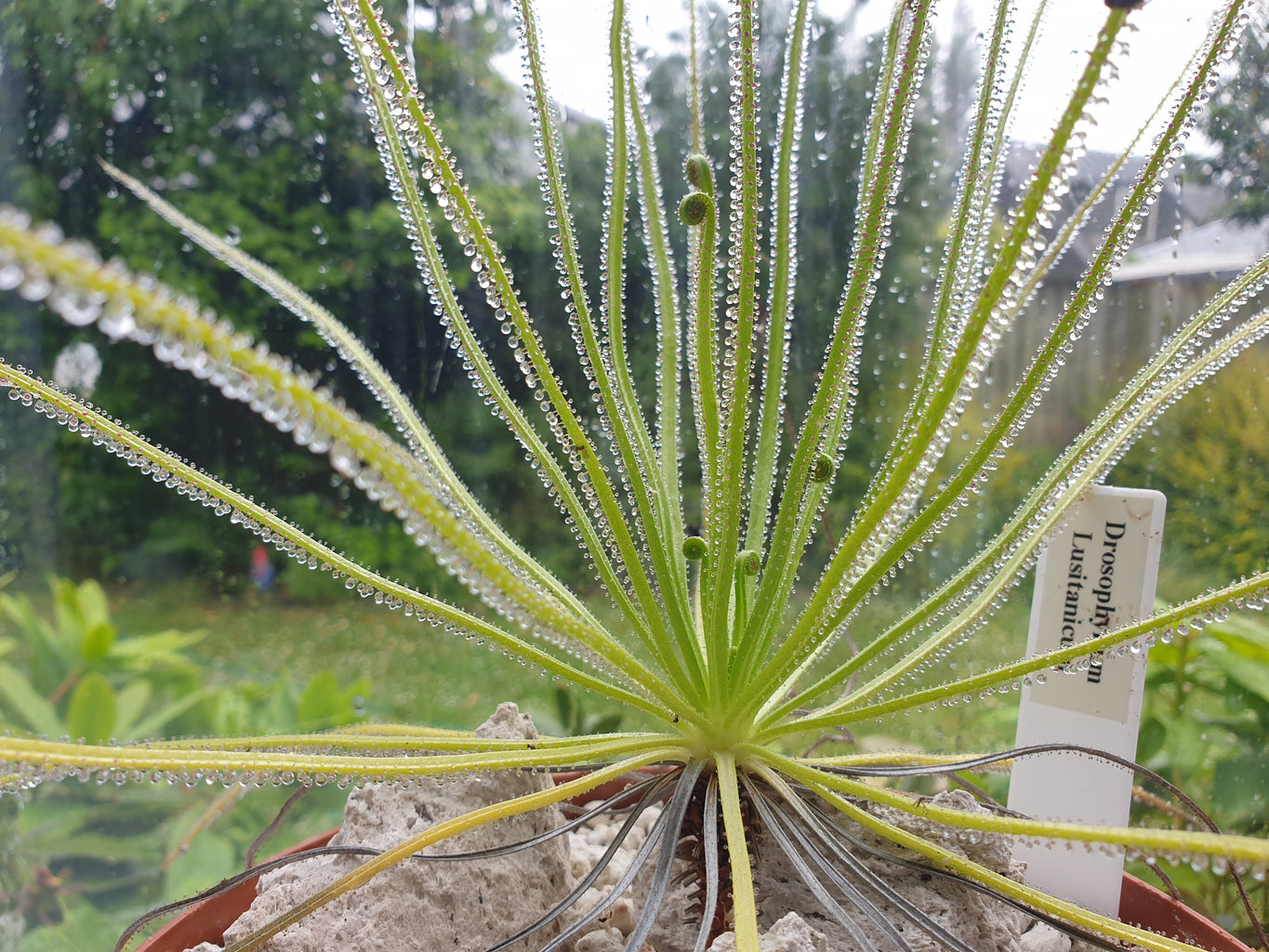 Drosophyllum lusitanicum - Dewy Pine