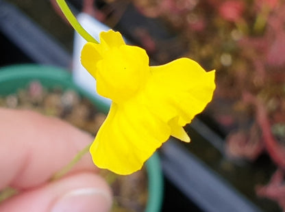 Utricularia praelonga - Terrestrial Bladderwort