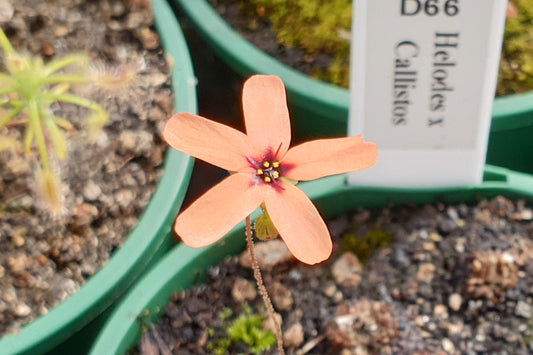 Drosera helodes x callistos - Pygmy Sundew