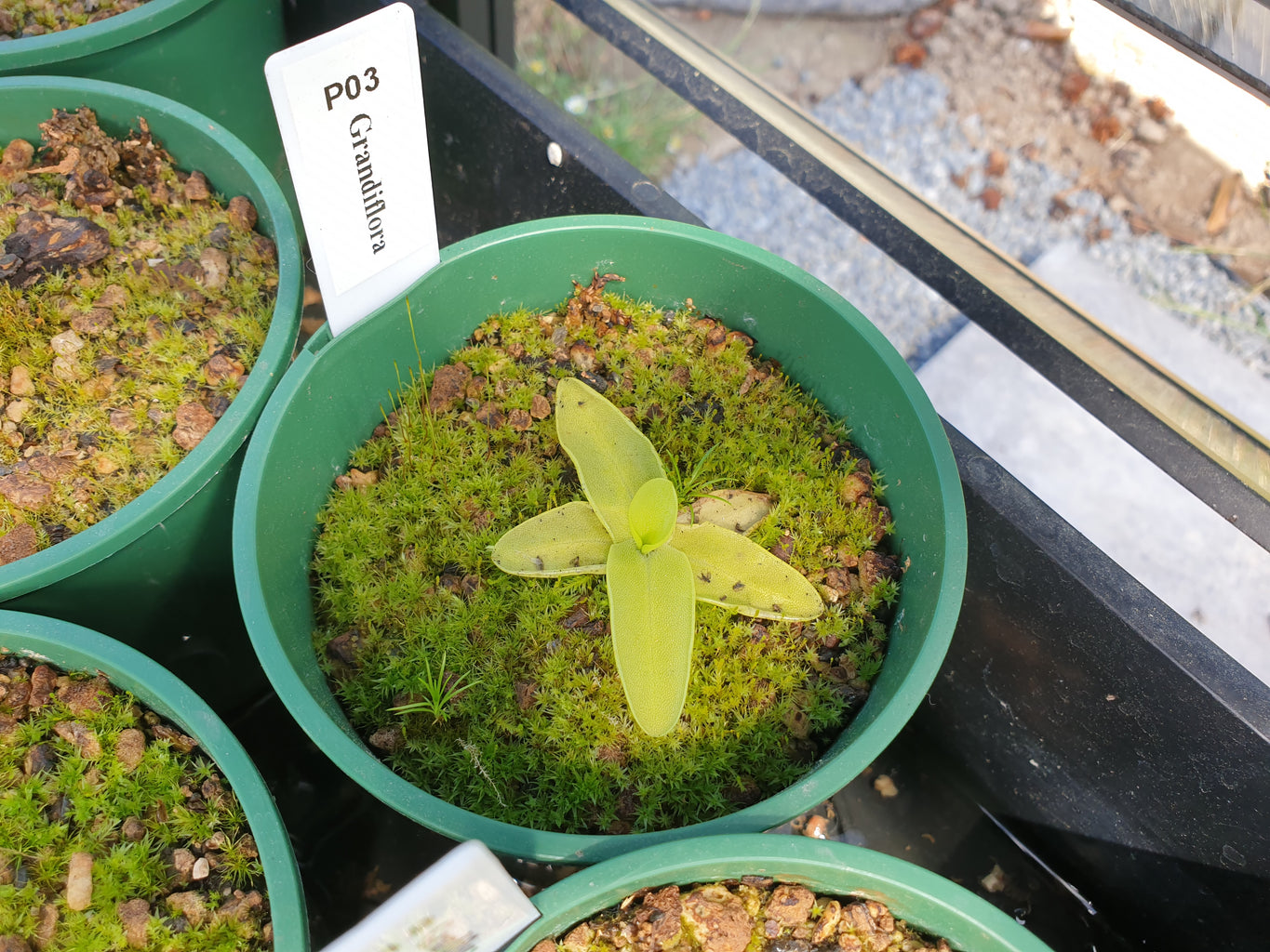 Pinguicula grandiflora - Temperate Large-Flowered Butterwort